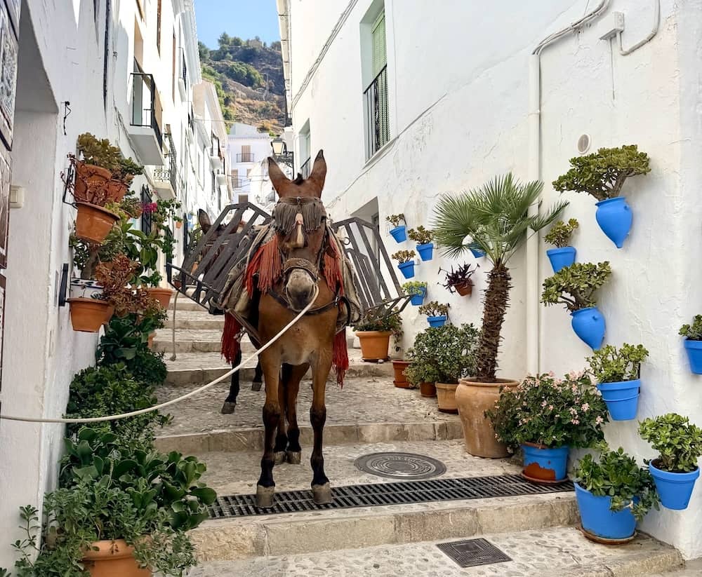 Horse in Frigiliana